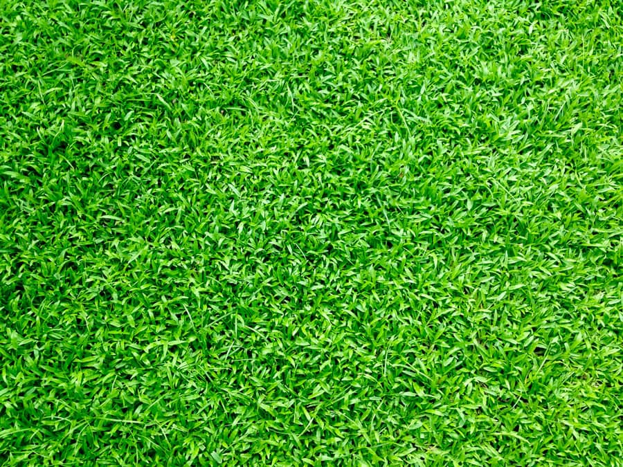 Artificial Grass Garden